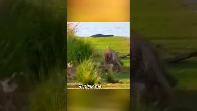 The tiger attacked the deer. смотреть онлайн