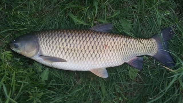 Самые опасные рыбы наших рек, после которых можно даже отравиться!