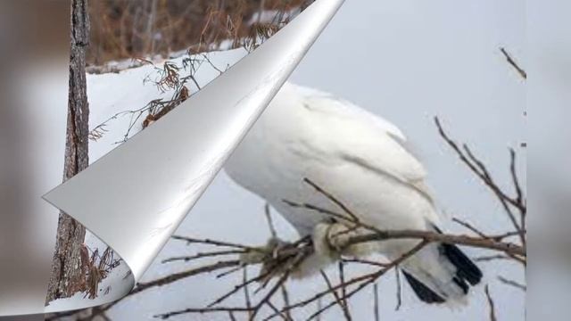 Аким Кондратьев Саҥа Дьыл 1 кылаас