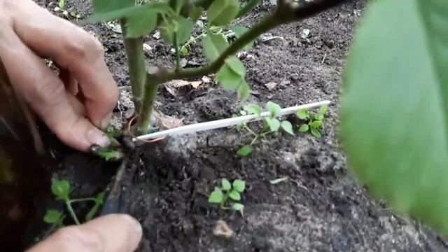 Розы осенью. смотреть онлайн