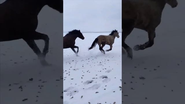 Кони мои кони