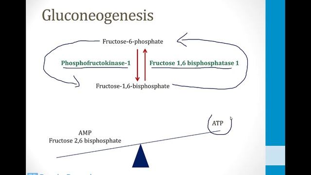 Biochemistry - 2. Metabolism - 3. Gluconeogenesis Atf