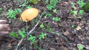 Белое море 2021 часть 5 Конец лета.