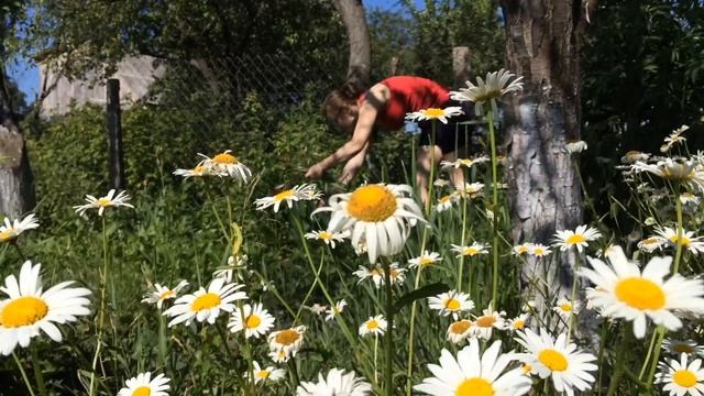 вишенька зрізає відцвівші іриси