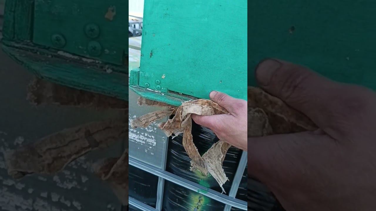 Ловля пчёл, ловим пчёл #shots смотреть онлайн