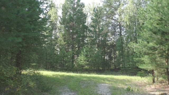 Лето в деревне. Пение птиц. Nature ASMR. Tascam X8 Field Recording.