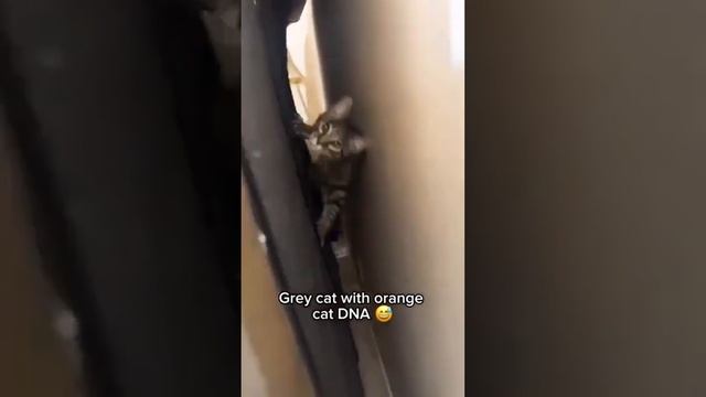 Смех до слёз: лучшие приколы №117 смотреть онлайн