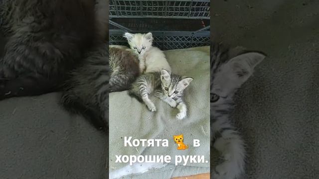 Котята в хорошие руки смотреть онлайн