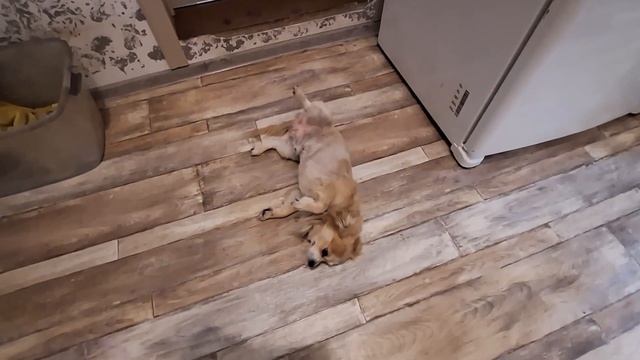 Купила немного мяса у меня маленькие гости. смотреть онлайн