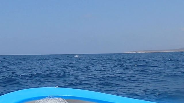Mantas and Jumping Mobulas in La Ventana, BCS Mexico - 4K 🎵 Fooled Once by Re-Tide смотреть онлайн