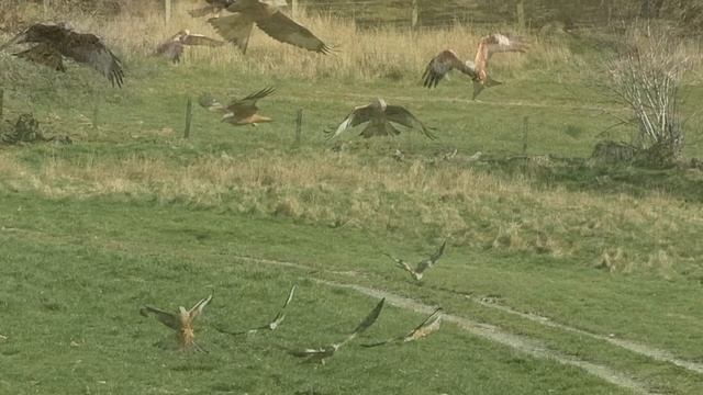 Red Kites Feeding at Gigrin Farm in Wales - Filmed in Slow Motion смотреть онлайн