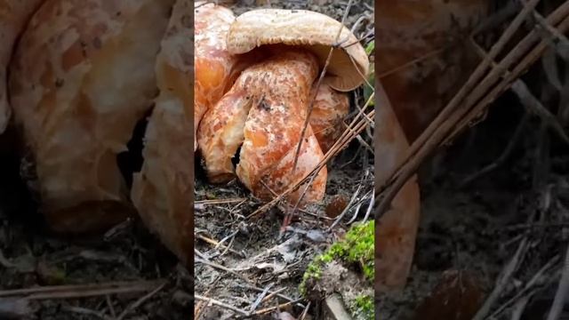 4 рыжика срослись вместе, семья