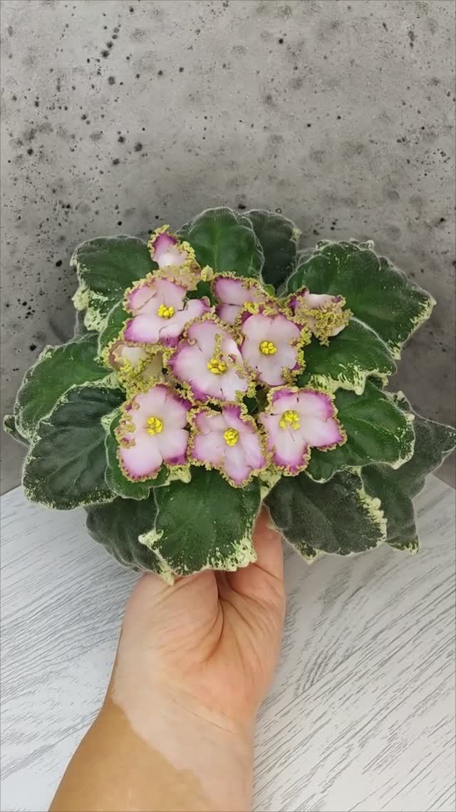 Фиалка НД-Вербена