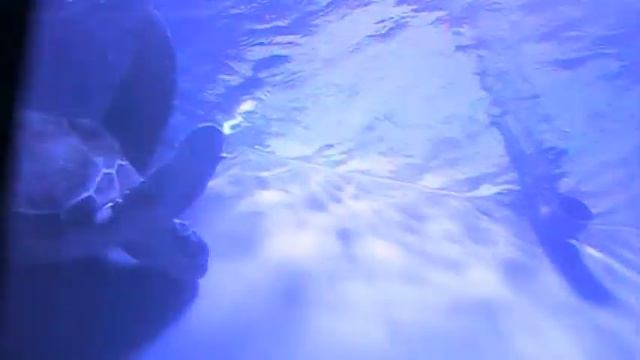 киевский океанариум смотреть онлайн