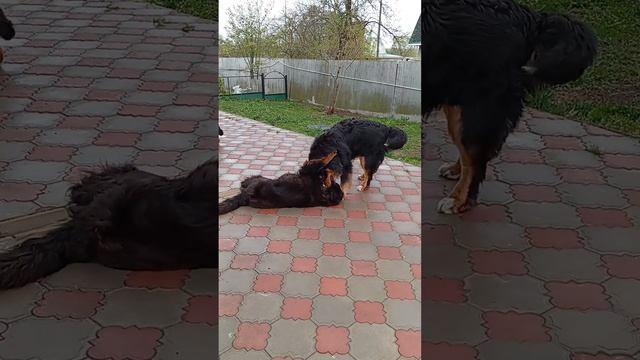 Самый сильный. смотреть онлайн