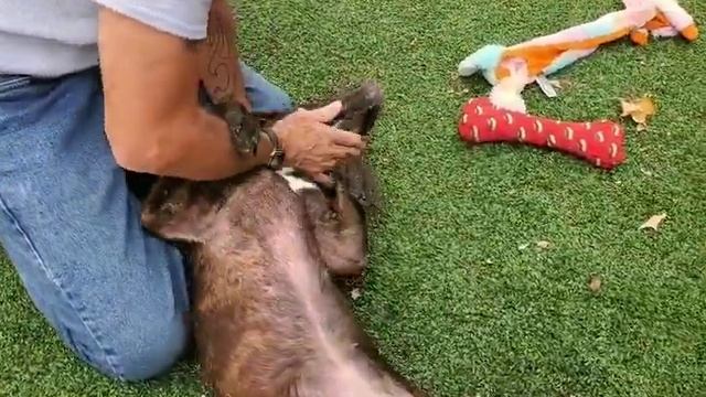 Meet Leda a Terrier American Pit Bull currently available for adoption! 10/1/2019 7:07:20 PM смотреть онлайн