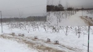 Ловля певчих птиц.ВО ВРЕМЯ ЛОВЛИ  СНОВА В СЕТЬ ВЛЕТЕЛ ЯСТРЕБ