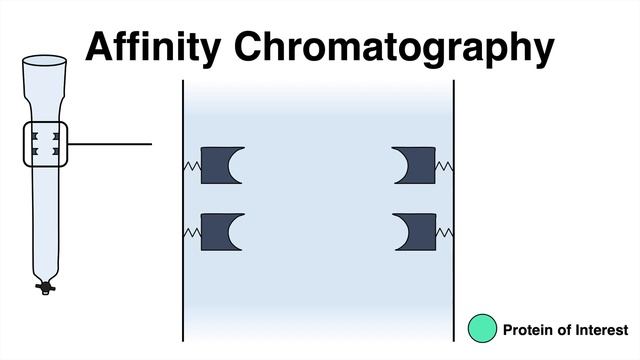 Affinity Chromatography смотреть онлайн