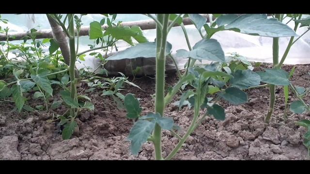Розмноження томатів способом пасинкування. смотреть онлайн