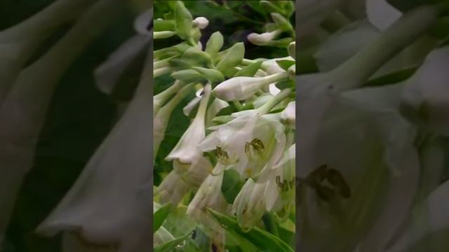 Хоста. Дмитрий Шлапак смотреть онлайн