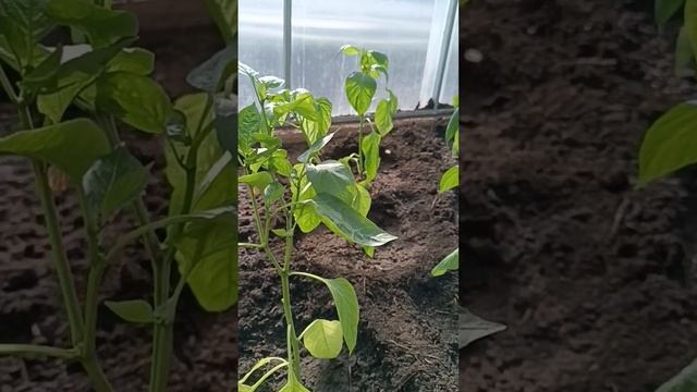 Высаживаю перец в теплицу, корневая система #shots смотреть онлайн