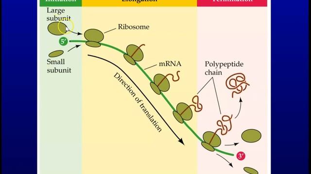 Biologia molecolare 2 смотреть онлайн