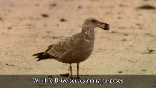 Welcome Video - Edwin B. Forsythe National Wildlife Refuge - Closed Captioned смотреть онлайн
