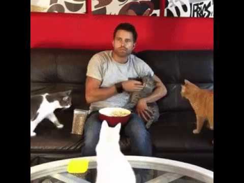 Кормёшка Котов смотреть онлайн