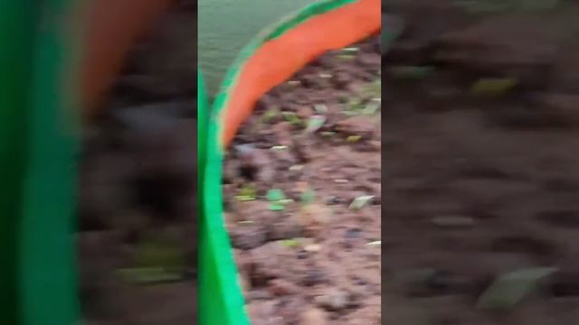 #leafy vegetables#germinatingseeds#organic vegetables# смотреть онлайн