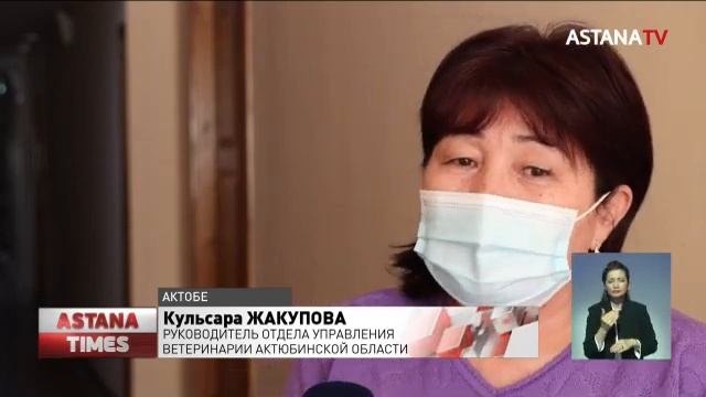 Домашний скот погибает от опасной болезни в Актюбинской области смотреть онлайн