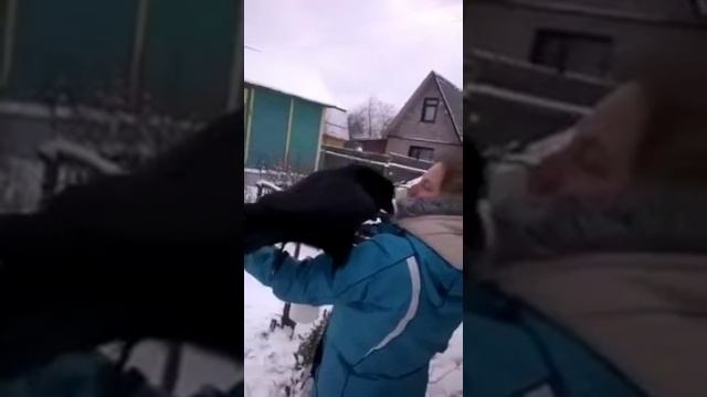 Ворона разговаривает😱 смотреть онлайн