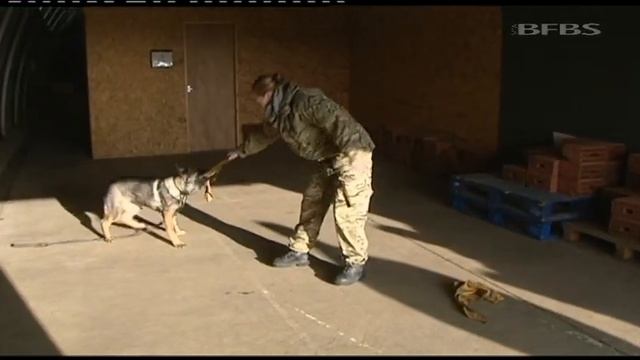 Behind the Scenes at The Defence Animal Centre 02.01.14 смотреть онлайн