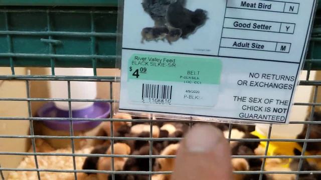 Как в Америке продают цыплят и прочую домашнюю птицу. смотреть онлайн