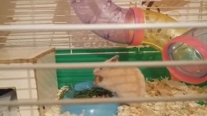 Жизнь хомяка в клетке.