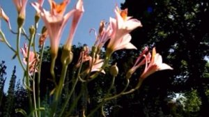 BBC: Эволюция жизни 1 сезон 4 серия (документальный сериал, 2005)