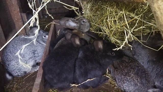 Кролики їдять сіно, породи ФЛАНДР. смотреть онлайн