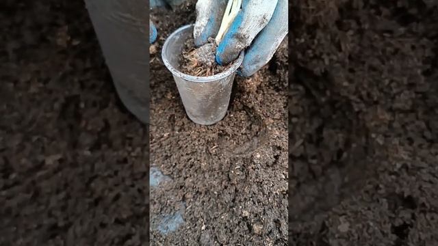 Садим клубнику фриго в стаканчики #shots смотреть онлайн