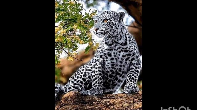 04.10.24 - Всемирный День защиты животных смотреть онлайн