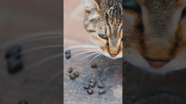 ASMR Cat Eating Dry Food | Funny Cat Videos 2023 | Kitten Mukbang #cat #cats #ytshort #ytshort #asm смотреть онлайн