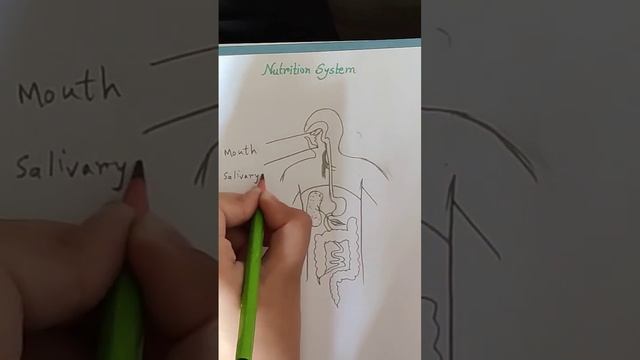 Nutrition System #drawing смотреть онлайн