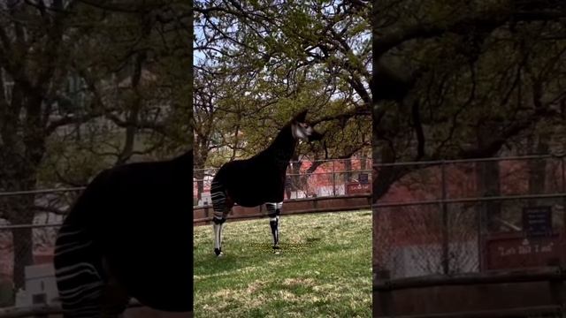 Okapi-Hewan langkah Dari Afrika Tengah смотреть онлайн