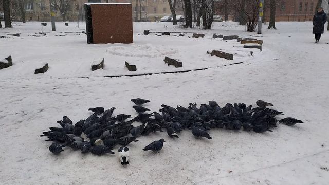 гули