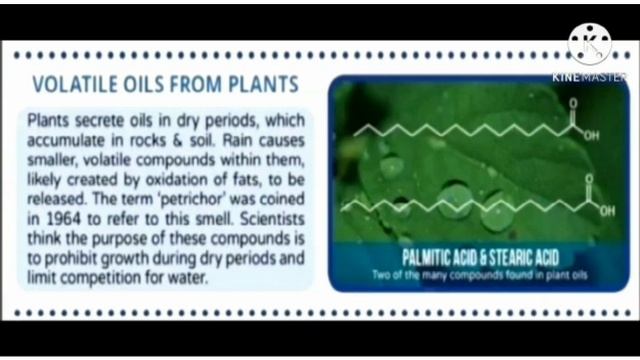 Smell Of Rain, Femi John, II M.Sc. Chemistry, B.K. College, Amalagiri.