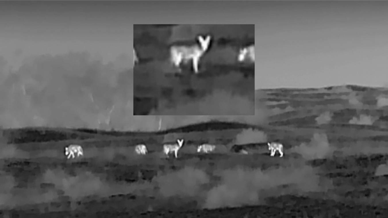 ОХОТА НА ВОЛКА В КАЛМЫКИИ.МАТЕРЫЙ ПРИВЕЛ СТАЮ НА ПРИВАДУ