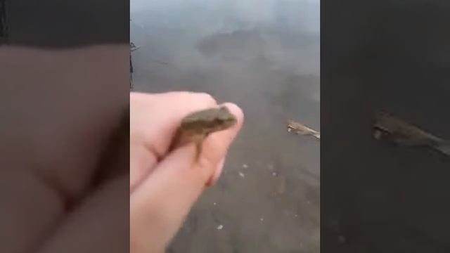 Ловля лягушек #1🐸🐸🐸 смотреть онлайн
