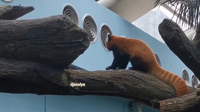 20220107 Red Panda Karma & Keta @ River Wonders, Singapore смотреть онлайн