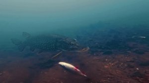 Щука под коряжкой. Группа Мокрая Манту