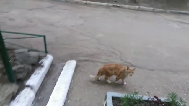 Вечер добрый...