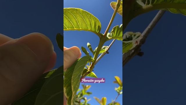 Floración guayabo #huerto #nutrición #frutales #fruta #plantas #guayaba смотреть онлайн