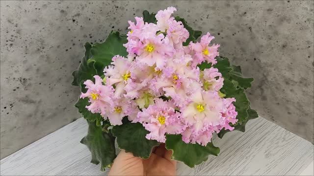 Фиалка ЕК-Линжери